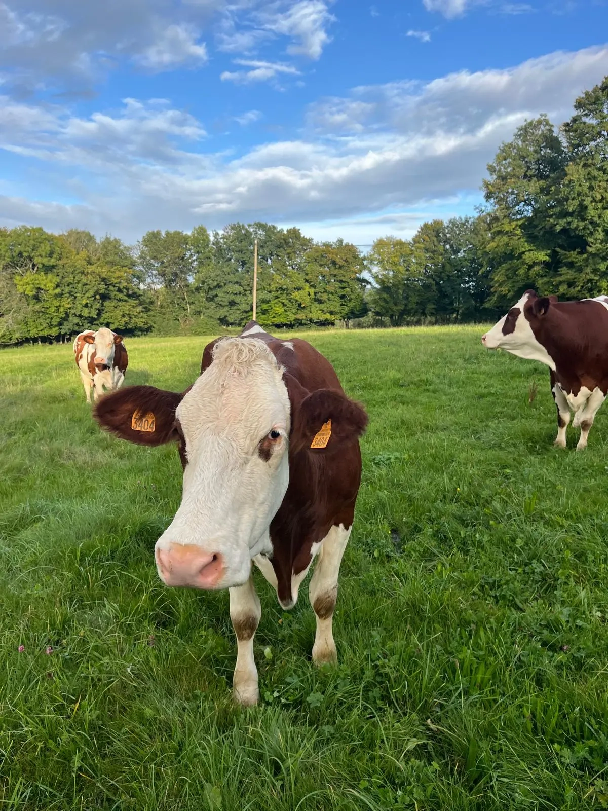 Vaches comtoises prairie cadre champêtre Les Rubys